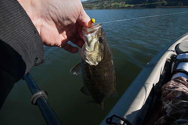 Kayak fishing for smallmouth bass on the Columbia River