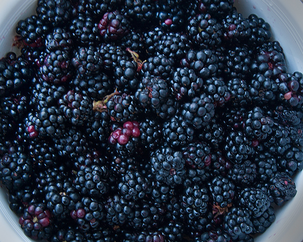 Wild blackberries from the Columbia River bank