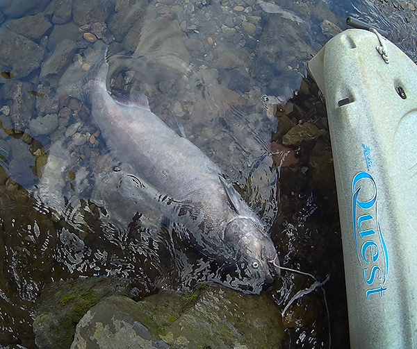 Kayak fishing Big Chinook salmon