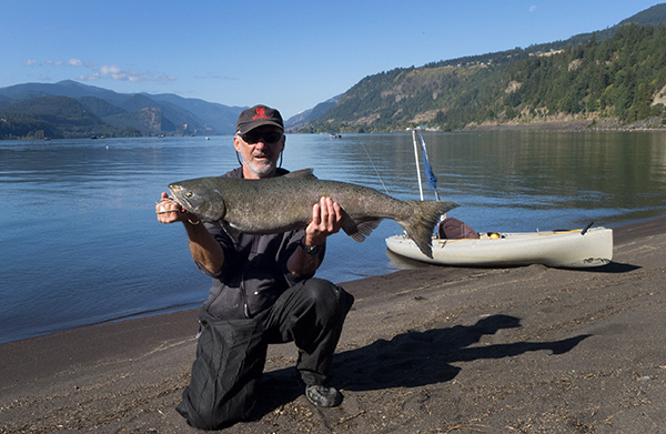 Big Coho salmon caught kayak fishing on the Columbia River 9-20-16