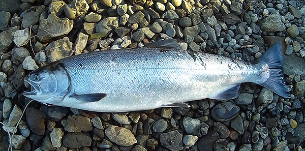 Colombia River Coho salmon