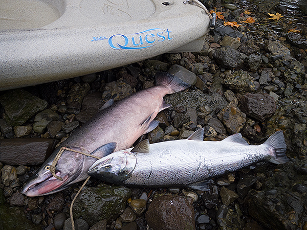 Chinook and Coho salmon caught kayak fishing on the Columbia River