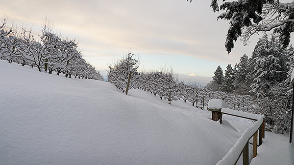 A short break in the 2016 winter storms near Mt. Hood in Oregon