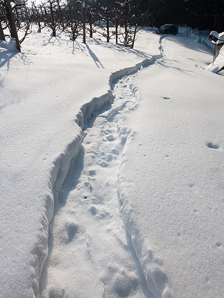 Snowshoe tracks up to WatermanAtWork HQ