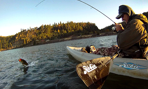 Big Columbia River smallmouth bass caught on a Wiggle Wort