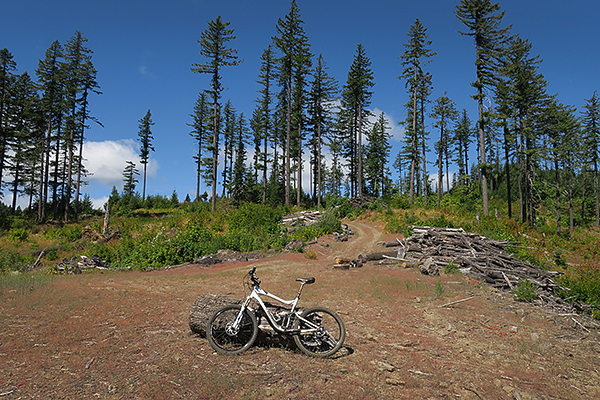 An old logging operation on the mountain bike trail