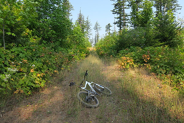 Overgrown logging road