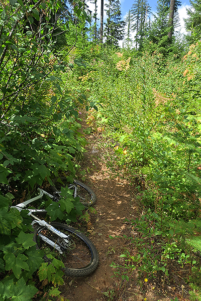 A seldom used singletrack trail