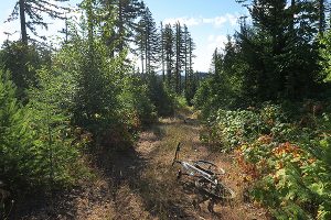 Old logging road in southwest Washington