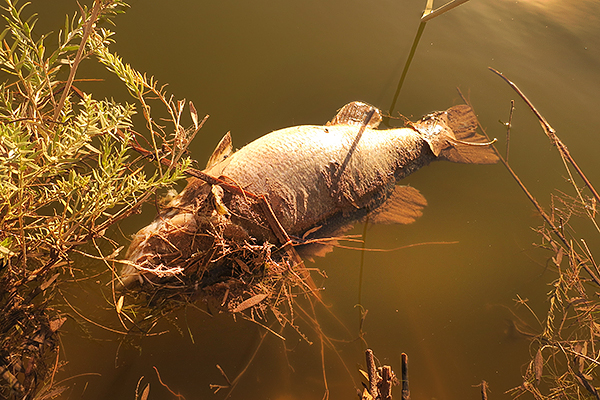 Dead Fortuna Pond largemouth bass.