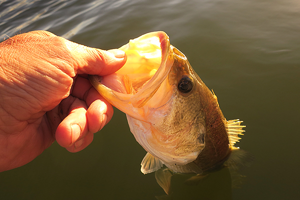 Mittry Lake largemouth bass catch and release.