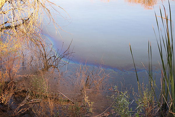 Fortuna Pond oil slick 1-22-18.