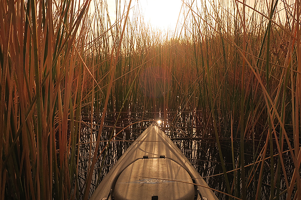Kayak fishing in the reeds for largemouth bass at Mittry Lake.
