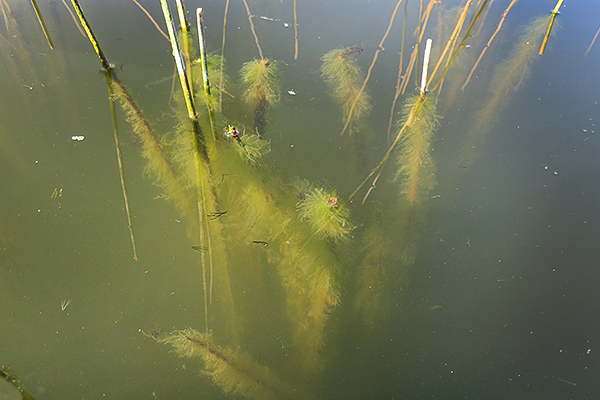 Mittry Lake algae bloom