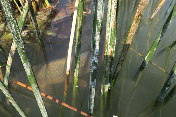 Mating carp in the reeds of Mittry Lake in southwest Arizona