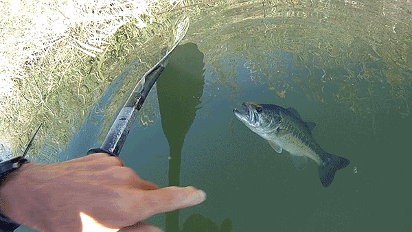 Catch and release largemouth bass