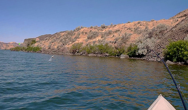 Jumping smallmouth bass kayak fishing on the Columbia River in eastern Washington