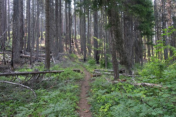 Mountain biking Cascade Mountain singletrack near Mt Adams