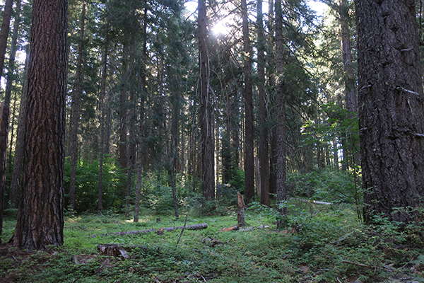 Early morning sunshine in Gifford Pinchot National Forest