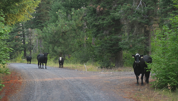 Cooler weather made the wildlife and grazing cattle more active