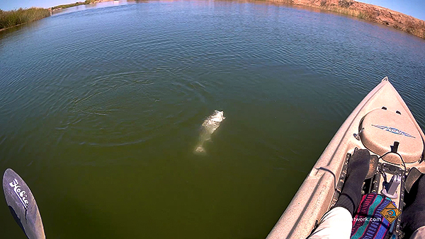 Click HERE for Kayak Fishing for Colorado River Striped Bass video on YouTube