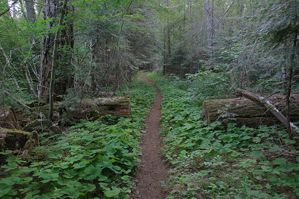 Picture perfect Cascade Mountain singletrack