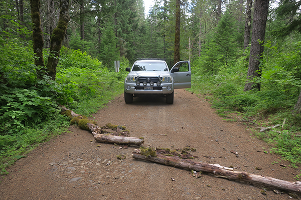 Downed tree across the Forest Service road