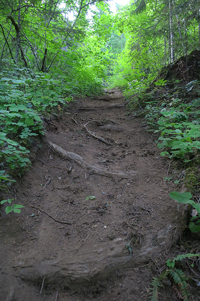 Steep Cascade Mountain singletrack with tree roots