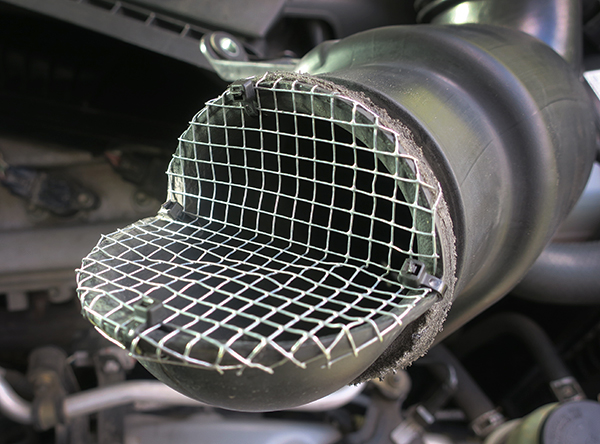 Rodent proof screen on engine air intake opening