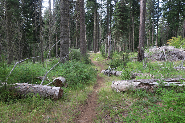 Perfect Cascade Mountain singletrack