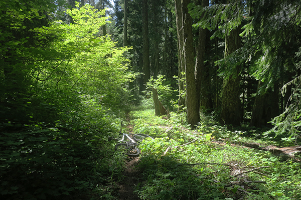 Mountain biking on Cascade mountain singletrack in central Washington