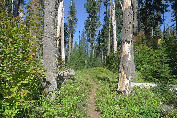 Perfect Cascade Mountain singletrack