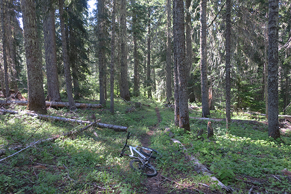 Perfect Cascade Mountain singletrack