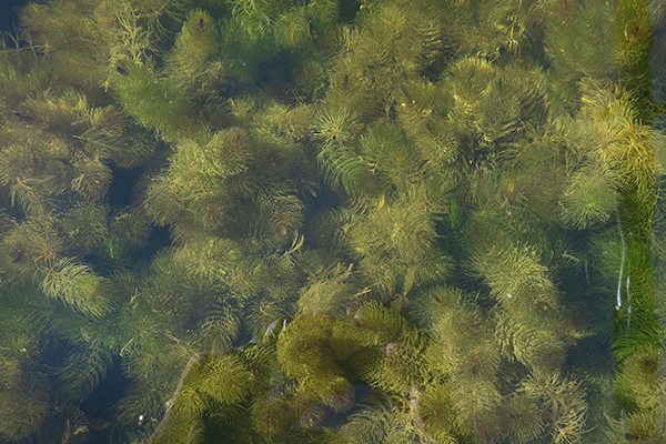 Thick aquatic vegetation covering the lake bottom