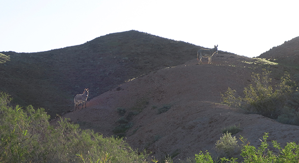 Wild desert burros in the morning sun by the Colorado River