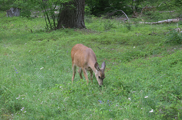 Young deer by morning campsite