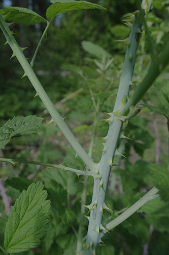 Blackberry bush thorns