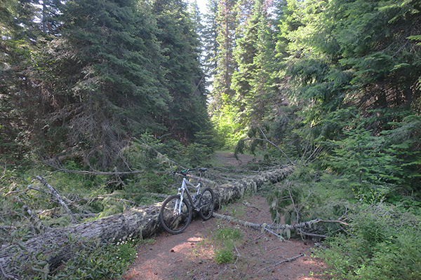 Blown down tree blocking Forest Service Road