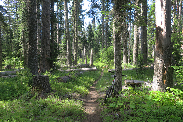 Cascade Mountain singletrack trail