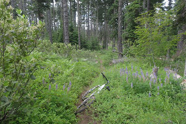 Cascade Mountain singletrack trail