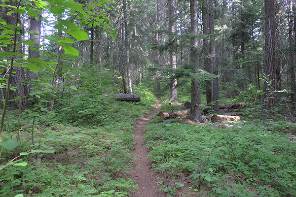 Cascade Mountain singletrack trail
