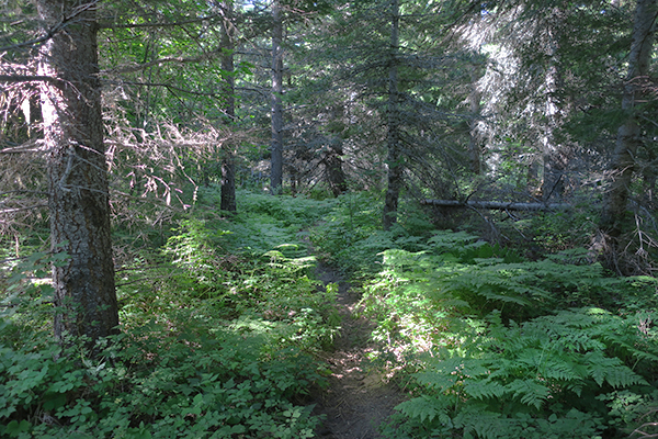 Dark Cascade Mountain singletrack trail