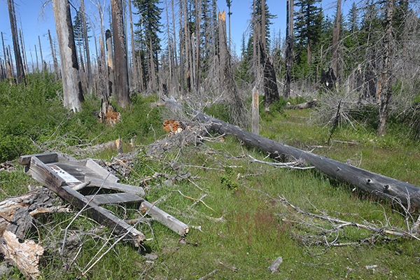 Trail head destroyed by large blown down trees