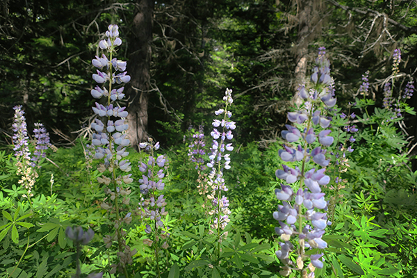 Cascade Mountain flowers