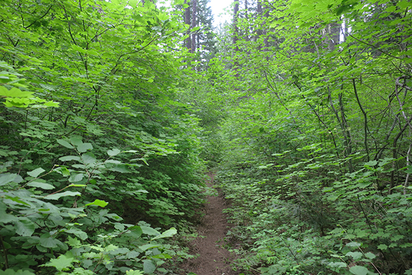 Green Cascade Mountain trail overcast conditions