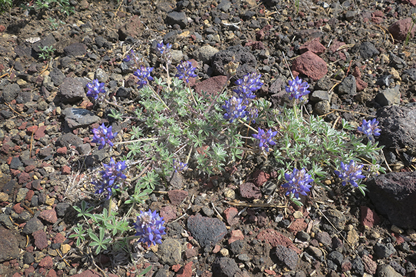 Mountain flowers growing out of lava rock