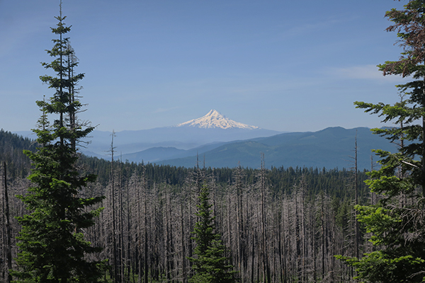 Mt Hood