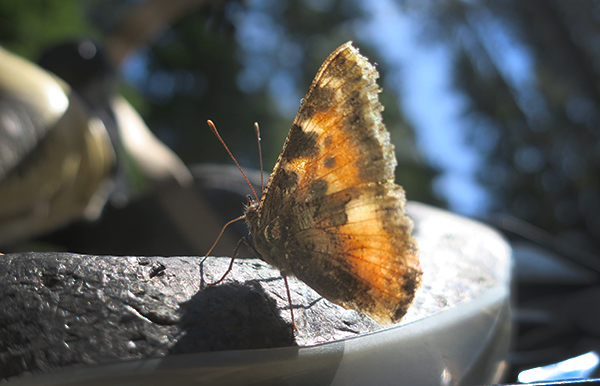 Cascade Mountain butterfly