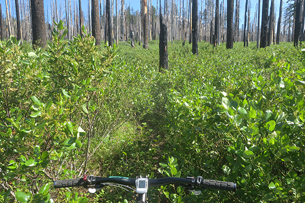 Overgrown Cascade Mountain trail