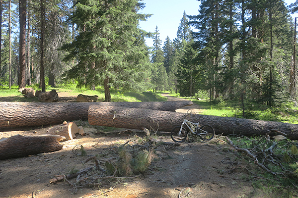 Forest Service road closed by giant blown down tree